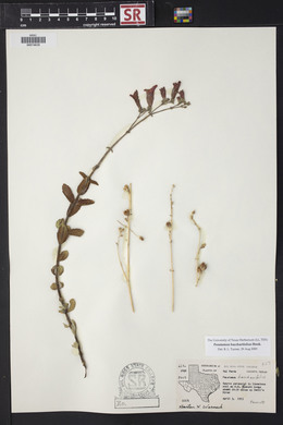 Penstemon baccharifolius image