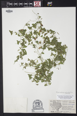 Maurandella antirrhiniflora image