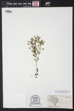 Mecardonia procumbens image