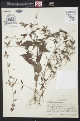 Lysimachia radicans image