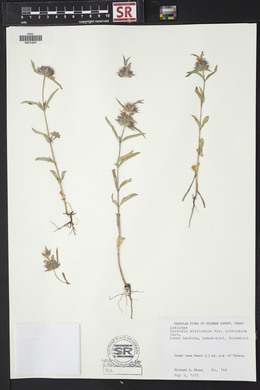 Monarda citriodora image