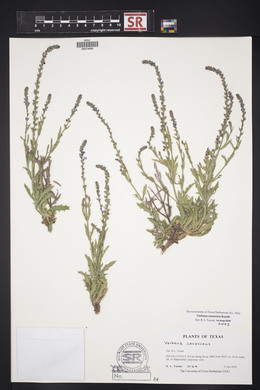 Verbena canescens image