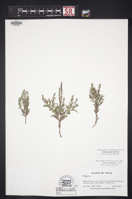 Verbena canescens image