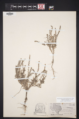 Verbena canescens image