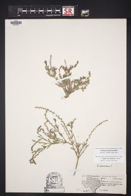 Verbena canescens image