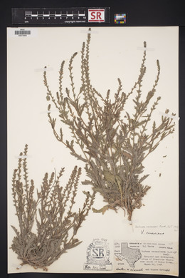 Verbena canescens image