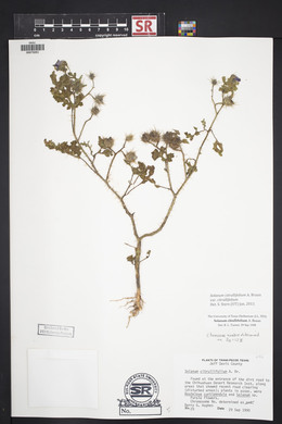 Solanum citrullifolium image