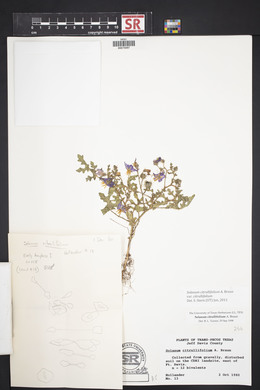 Solanum citrullifolium image