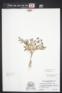 Solanum citrullifolium image