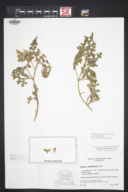 Solanum citrullifolium var. citrullifolium image