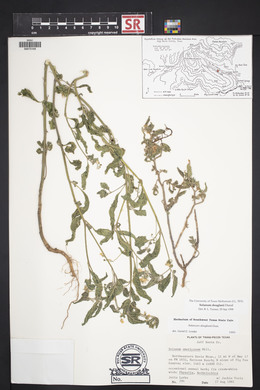 Solanum douglasii image