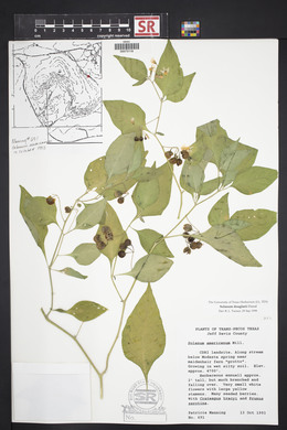 Solanum douglasii image