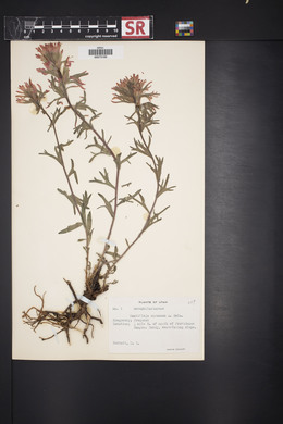 Castilleja chromosa image