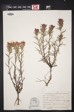 Castilleja chromosa image