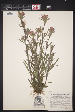 Castilleja coccinea image