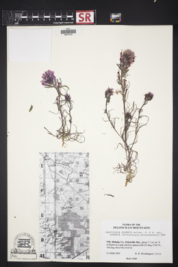 Castilleja exserta image