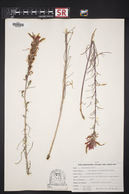 Castilleja linariifolia image