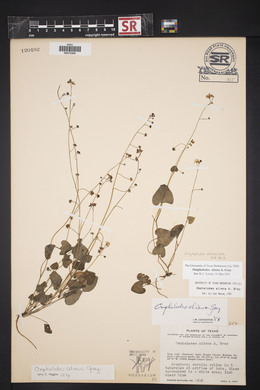 Omphalodes alienoides image