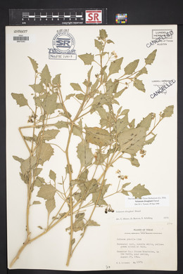 Solanum douglasii image