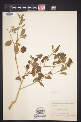 Solanum nigrum image