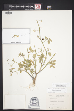 Solanum douglasii image