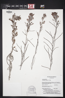 Castilleja lanata image