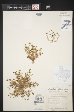 Gratiola flava image