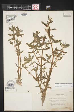 Gratiola virginiana image