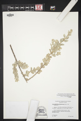 Leucophyllum frutescens image