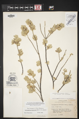 Leucophyllum frutescens image