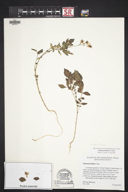 Solanum stoloniferum image