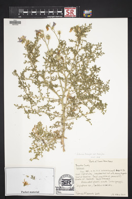 Solanum tenuipes var. tenuipes image