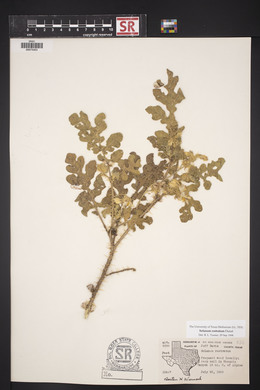 Solanum rostratum image