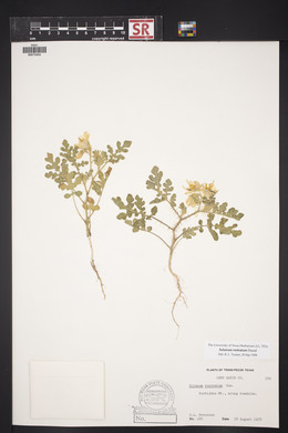 Solanum rostratum image