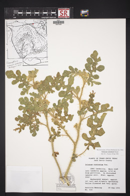 Solanum rostratum image