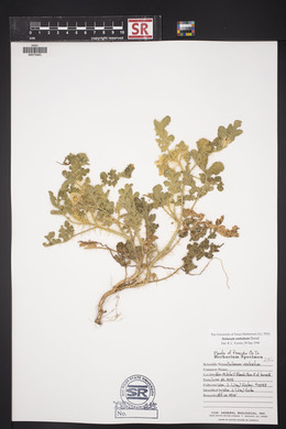 Solanum rostratum image