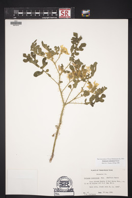 Solanum rostratum image