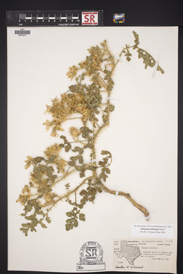 Solanum rostratum image