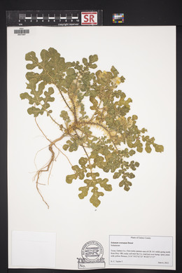 Solanum rostratum image