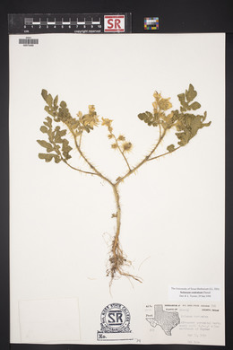 Solanum rostratum image