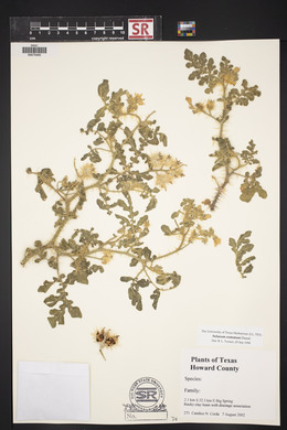 Solanum rostratum image