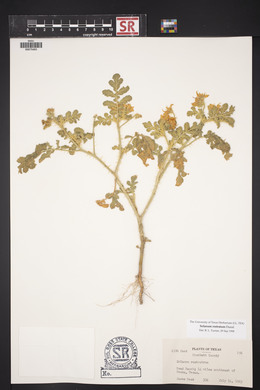 Solanum rostratum image