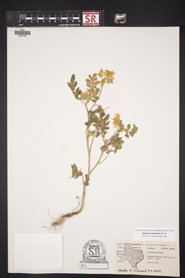 Solanum rostratum image