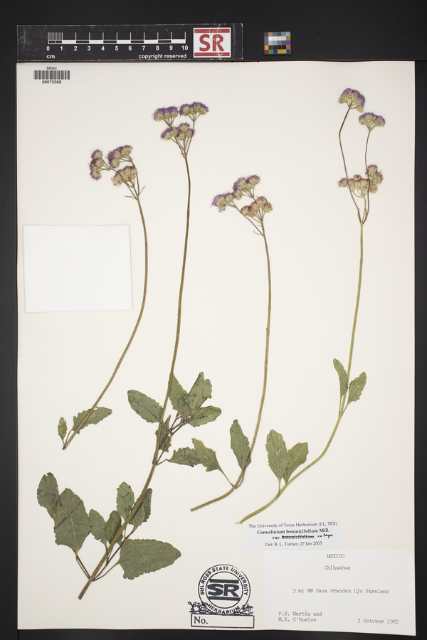 Conoclinium betonicifolium var. integrifolium image