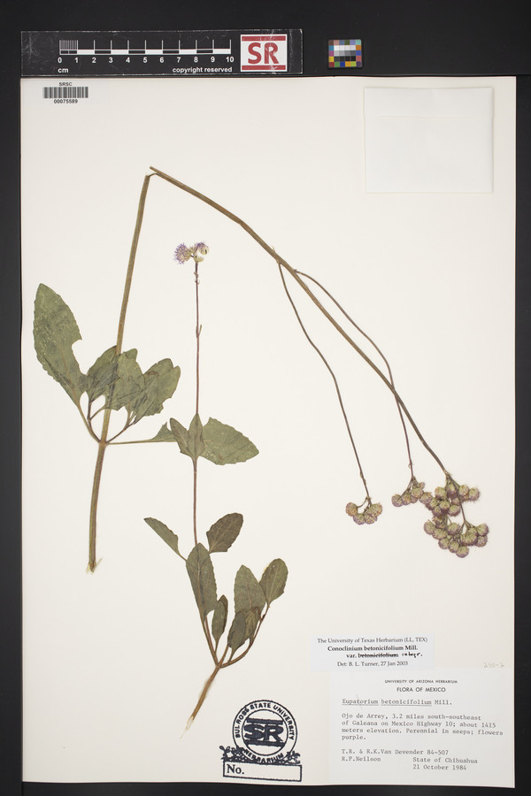 Conoclinium betonicifolium var. integrifolium image