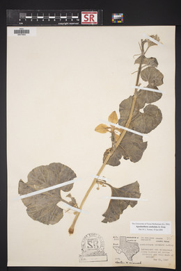 Apodanthera undulata image