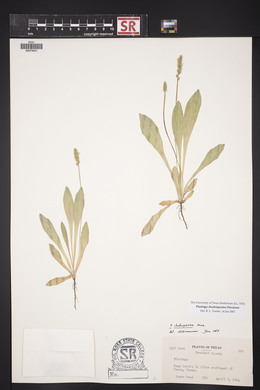 Plantago rhodosperma image