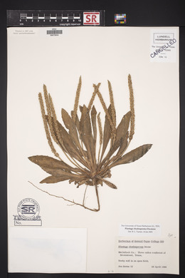 Plantago rhodosperma image