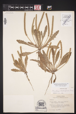 Plantago rhodosperma image