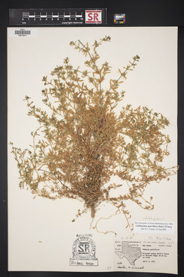 Calibrachoa parviflora image